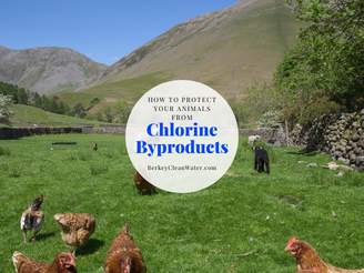 Chlorine Byproducts: Protecting Your Animals